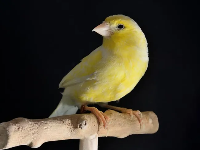 canary